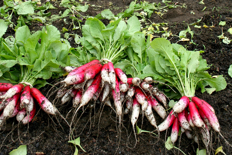 ring-bros-farm-fresh